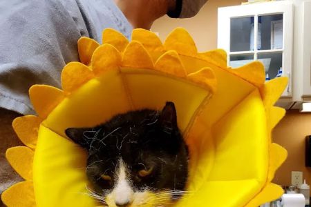 Animal Hospital of Millville
