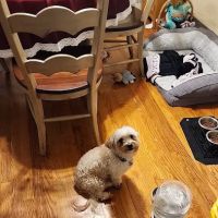 People for Animals Inc ico