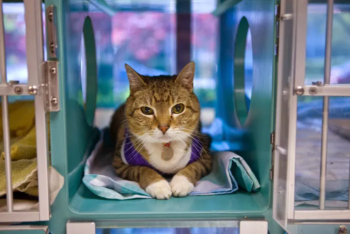 Linwood Pet Hospital 12