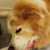 Linwood Pet Hospital ico