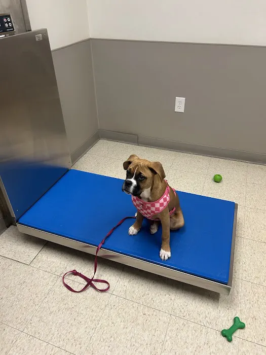Mainland Veterinary Hospital 12