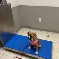 Mainland Veterinary Hospital ico