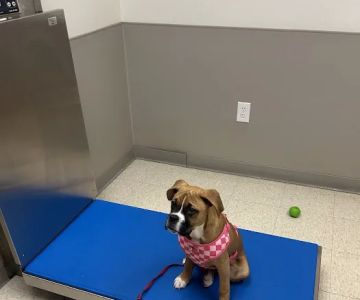 Mainland Veterinary Hospital