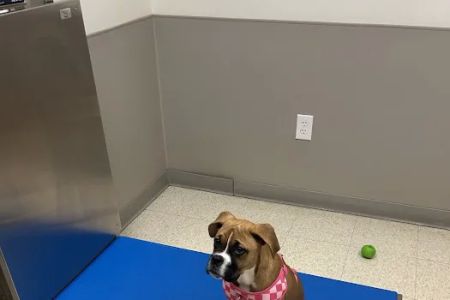 Mainland Veterinary Hospital