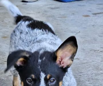 Mobile Veterinary Services