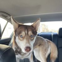 Flemington Veterinary Hospital ico