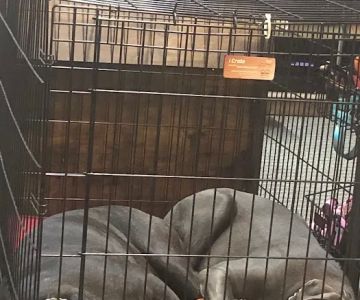 FOUR PAWS - Thrift Store for Dogs