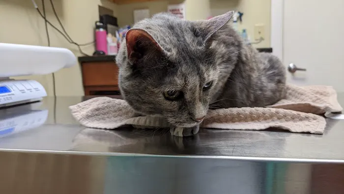 Flemington Veterinary Hospital: Betz Peter F DVM 12