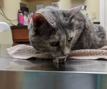 Flemington Veterinary Hospital: Betz Peter F DVM