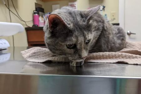 Flemington Veterinary Hospital: Betz Peter F DVM