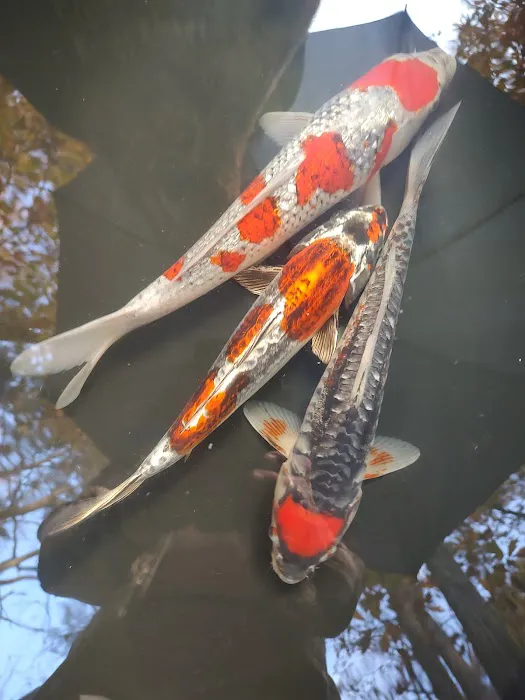 The Koi Store 12