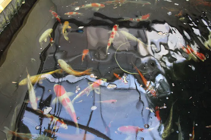 The Koi Store 12