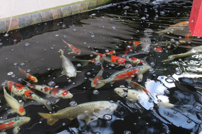 The Koi Store 12