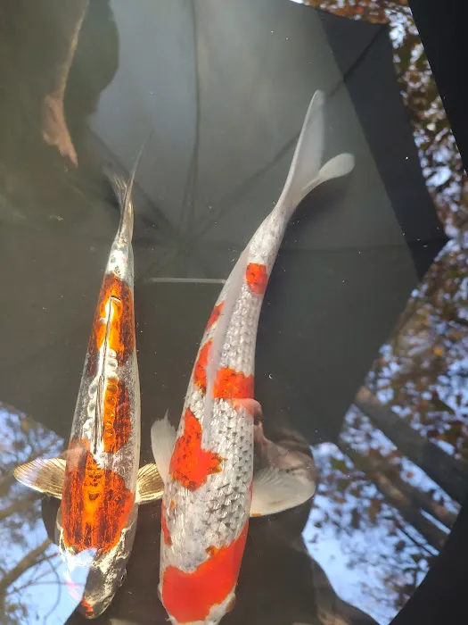 The Koi Store 12
