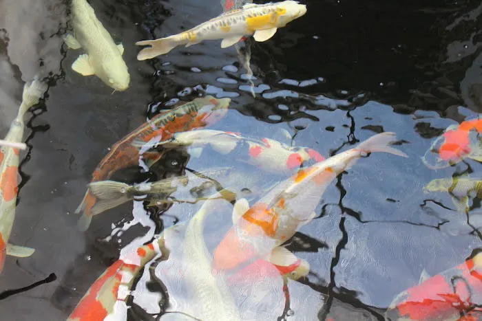 The Koi Store 12