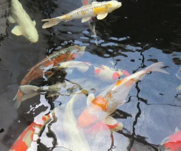The Koi Store