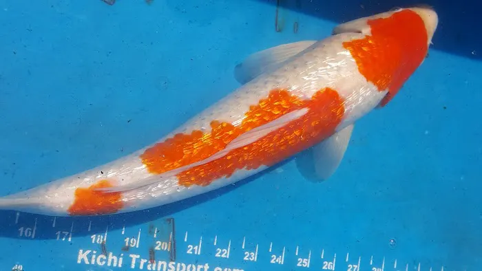 The Koi Store 12