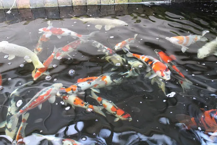The Koi Store 12