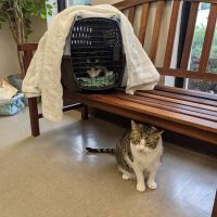 Reid Hill Veterinary Clinic ico