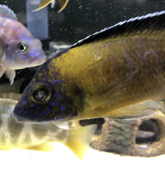 Southeast Cichlids 12