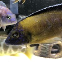 Southeast Cichlids ico