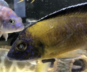 Southeast Cichlids