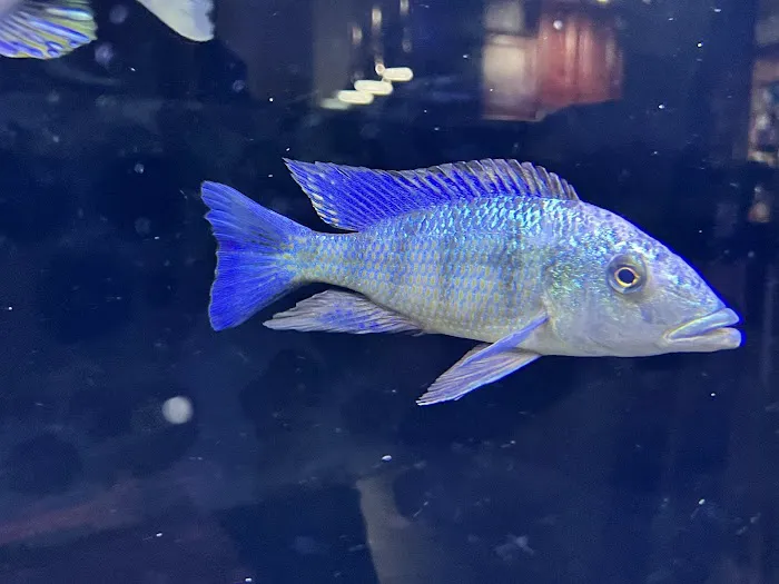 Southeast Cichlids 12