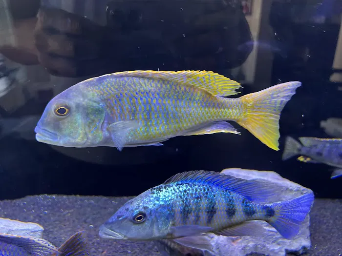 Southeast Cichlids 12