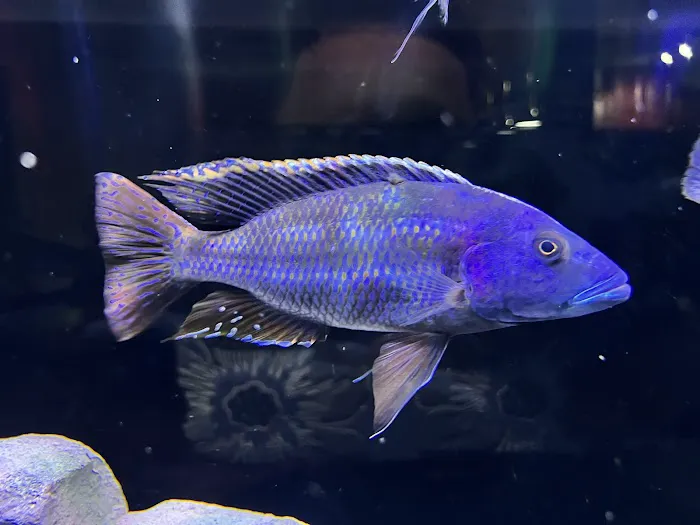 Southeast Cichlids 12