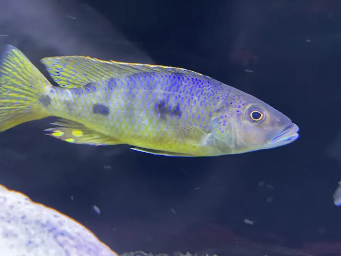 Southeast Cichlids 12