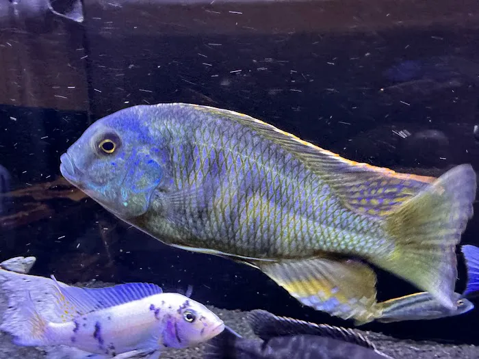 Southeast Cichlids 12