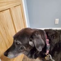 Holmdel Veterinary Clinic ico