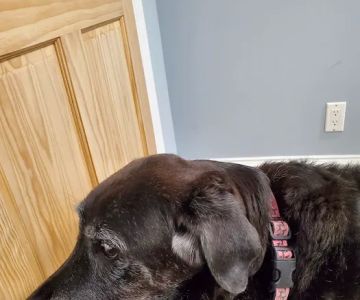 Holmdel Veterinary Clinic