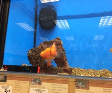 Petco