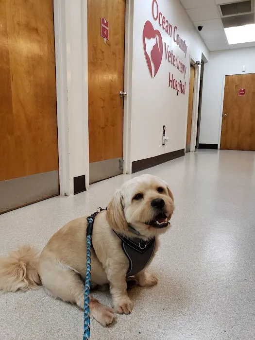 VCA Ocean County Animal Hospital 12