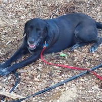 VCA Ocean County Animal Hospital ico