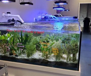 Southern Aquatics Local Fish Store