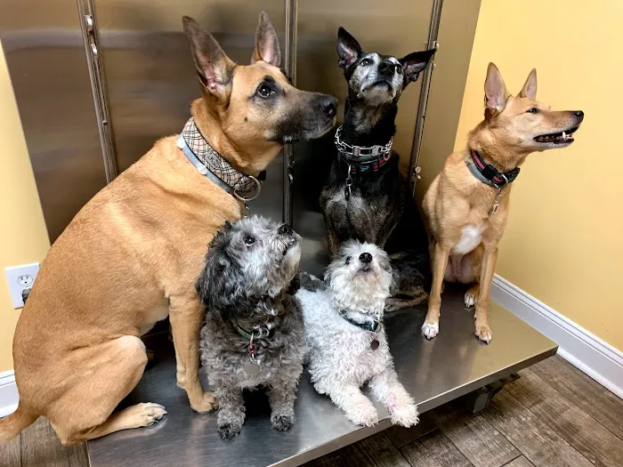 Jersey Shore Veterinary Emergency Service 12