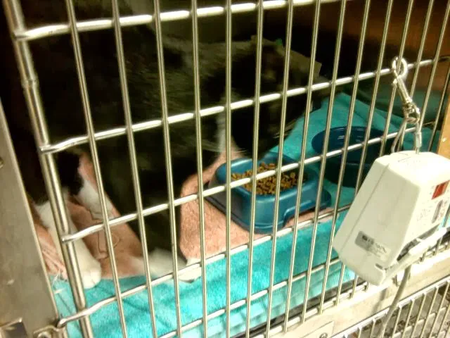 Jersey Shore Veterinary Emergency Service 12