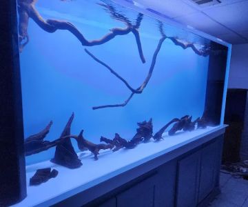 Big Fish Custom Acrylic Aquariums