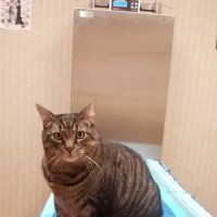 Brick Town Veterinary Hospital ico