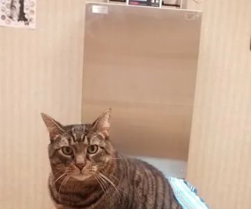 Brick Town Veterinary Hospital