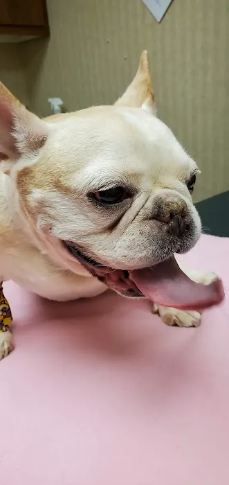 Brick Town Veterinary Hospital 12