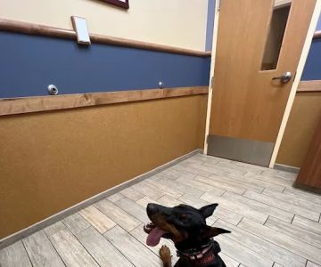 NorthStar VETS
