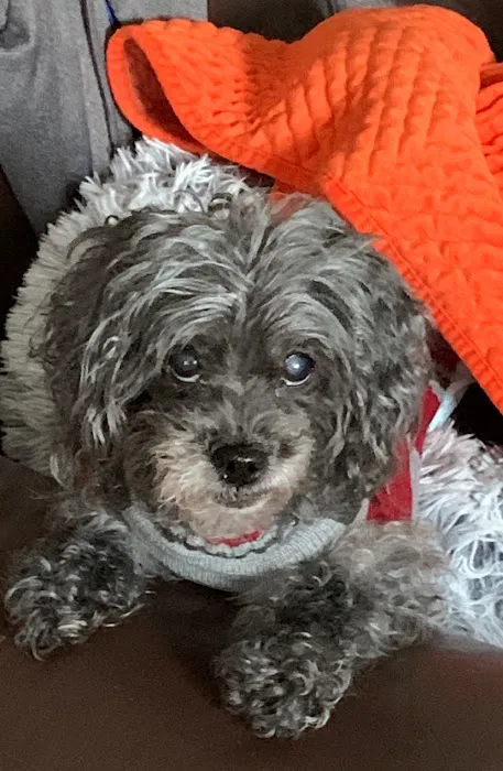 Banfield Pet Hospital 12