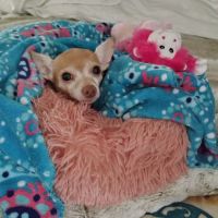 Banfield Pet Hospital ico