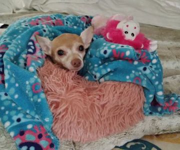 Banfield Pet Hospital