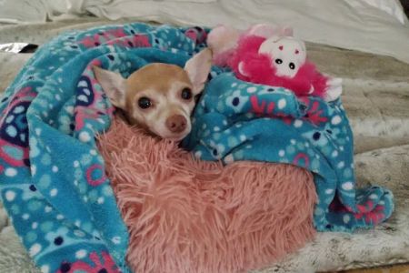 Banfield Pet Hospital
