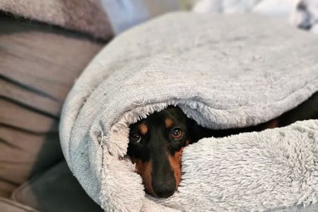 ANIMAL HOSPITAL OF NORTH DOVER