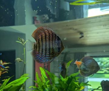 Aquatic Life Designs, LLC